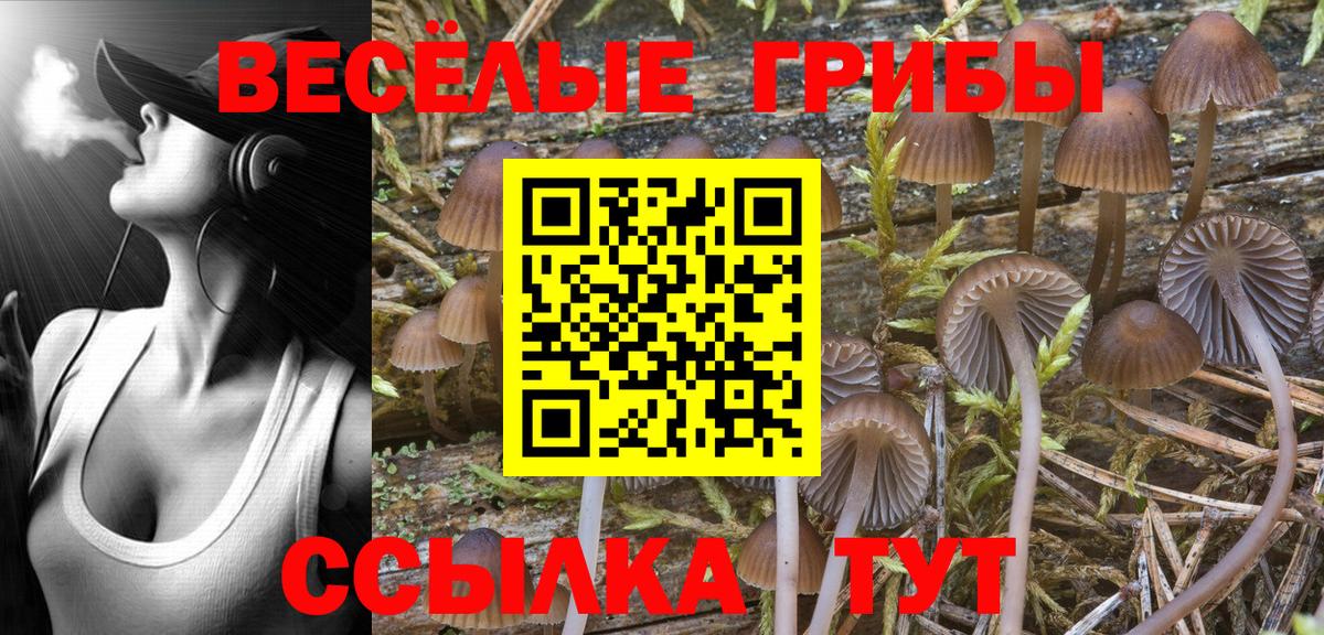 наркошоп  Псилоцибиновые грибы Psilocybine cubensis  Вход с VPN  Армавир 